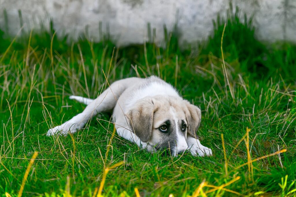 Kozlukebir’de 3 masum köpeğin canına kıydılar